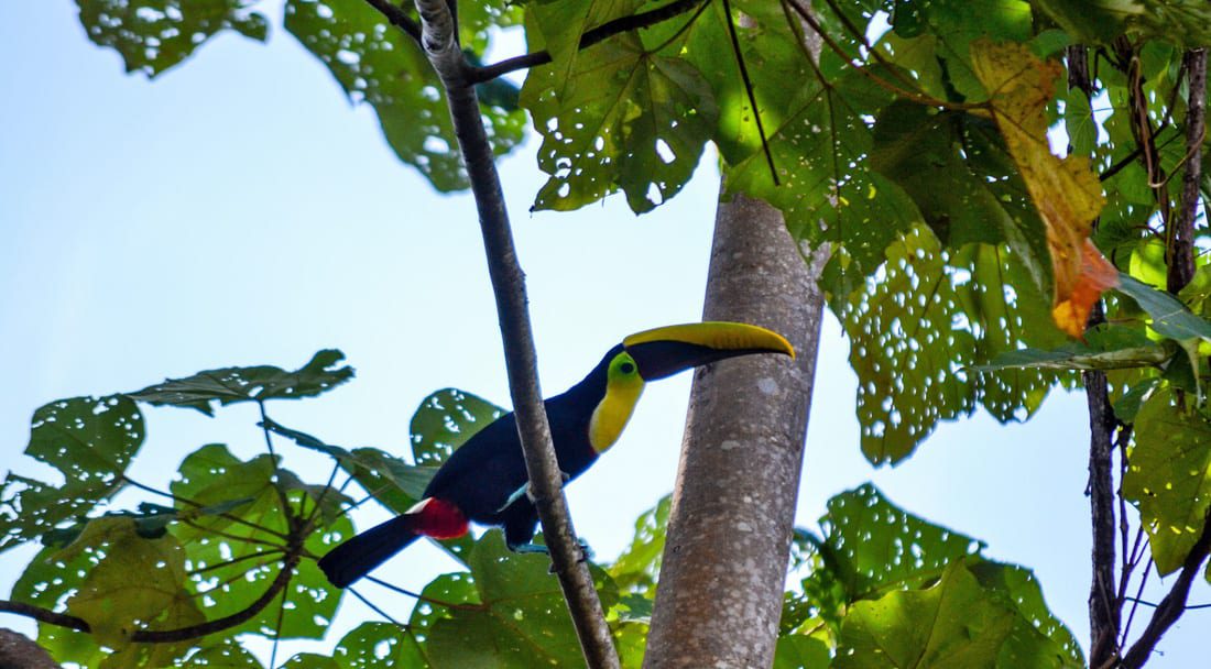 Toucan in Bahia Ballena