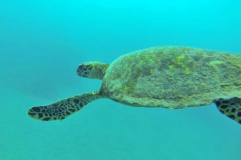 Sea turtle Costa Rica