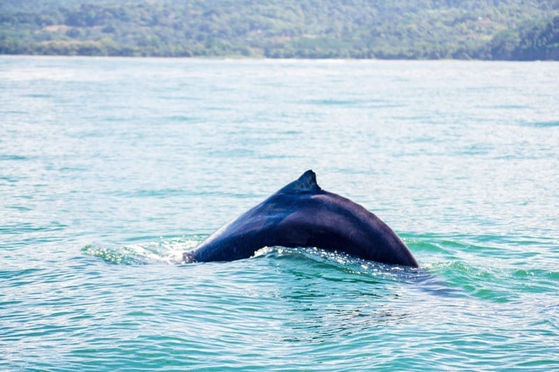 Marino Ballena Humpback whale