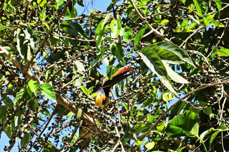 Fiery-Billed Aracari Toucan