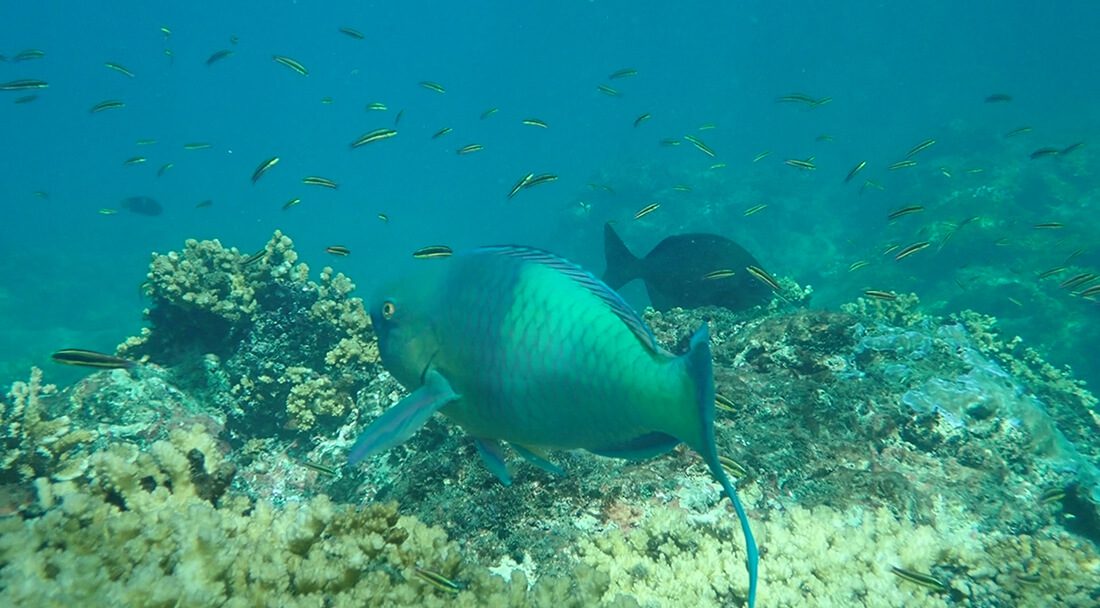 Snorkeling at Caño Island, Uvita, Costa Rica