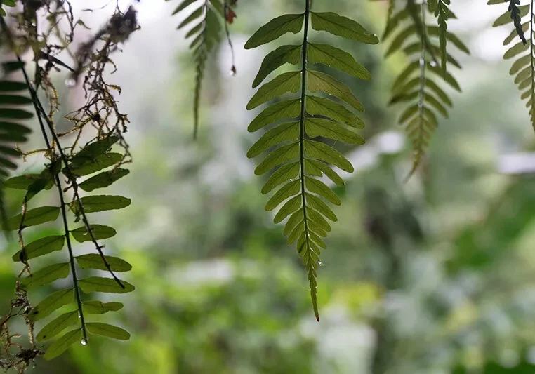 carbon-offsets-landscape