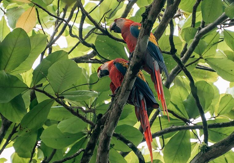 Scarlet Macaw Parrots